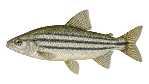Ilustración de Boga estriada