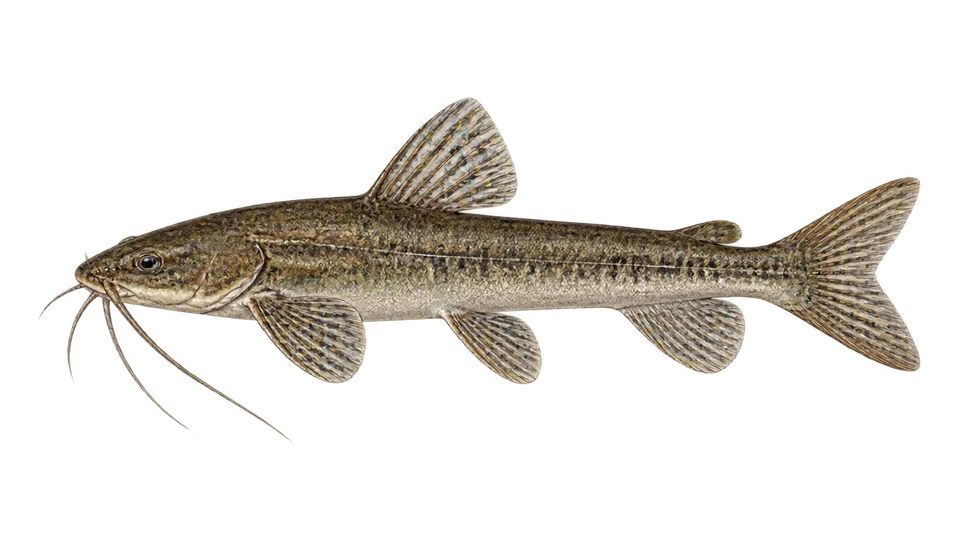Scientific illustration of Capitão-do-Bogotá