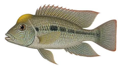 Illustration of Yellowhump eartheater