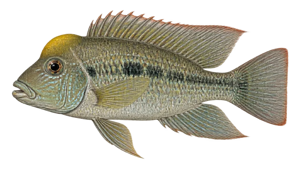 Scientific illustration of Yellowhump eartheater