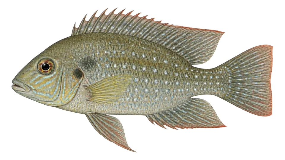 Scientific illustration of Silverspotted eartheater