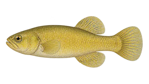 Ilustración de Carachi-amarelo