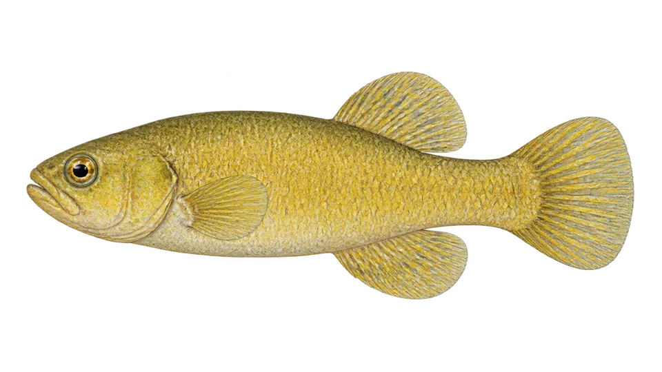Scientific illustration of Carachi-amarelo