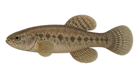 Ilustración de Carachi-de-Agassiz