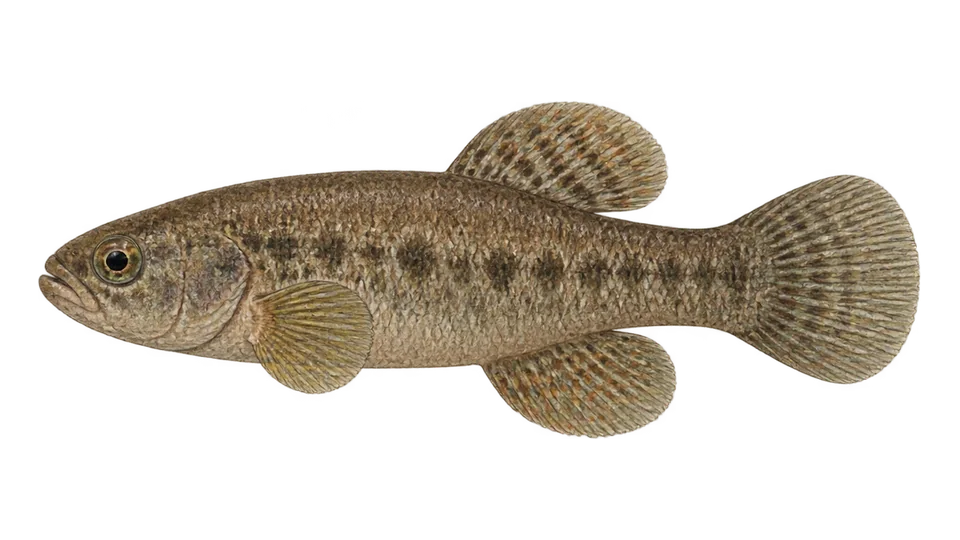 Ilustración científica de Carachi-de-Agassiz