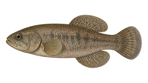 Illustration of Orestias