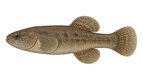 Ilustración de Carachi-de-Tschudi