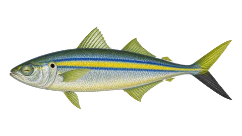 Illustration of Amberstripe scad