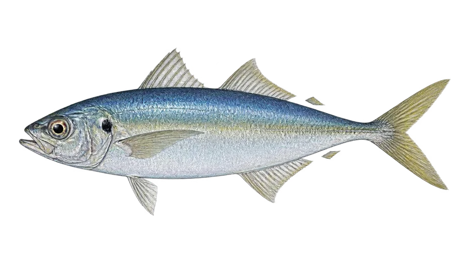 Scientific illustration of Shortfin scad