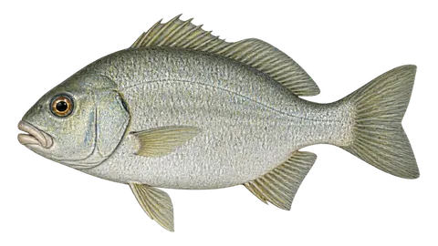 Ilustración de Mojarra de aleta corta