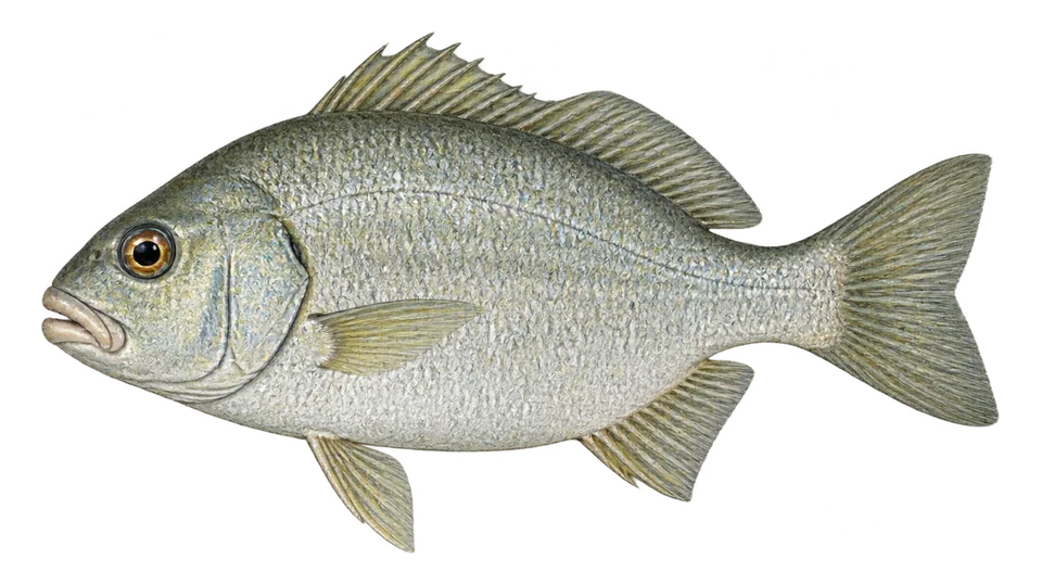 Ilustración científica de Mojarra de aleta corta