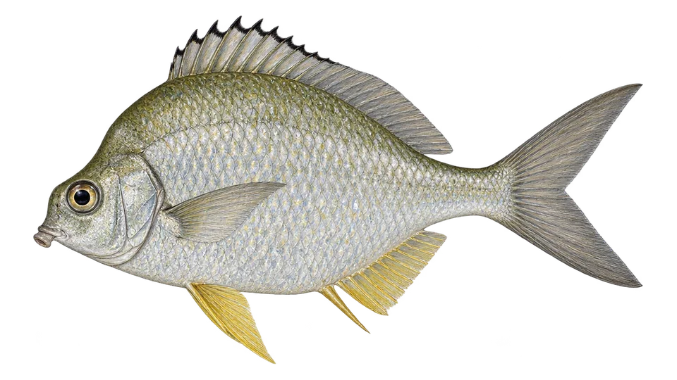 Ilustración científica de Mojarra guacha