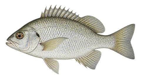 Ilustración de Mojarra lacandona