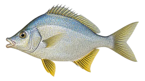 Ilustración de Mojarra de aletas amarillas