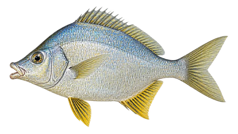 Ilustración científica de Mojarra de aletas amarillas