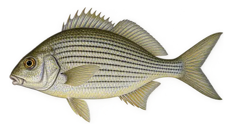 Illustration of Striped mojarra