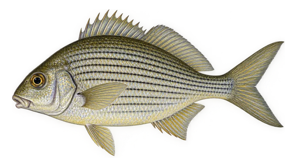 Ilustración científica de Mojarra rayada (carapeba-rajada)