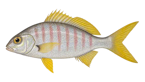 Ilustración de Mojarra blanca