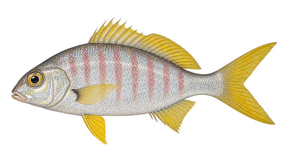 Scientific illustration of Yellow fin mojarra