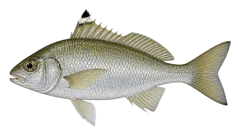 Ilustración de Mojarra bandera