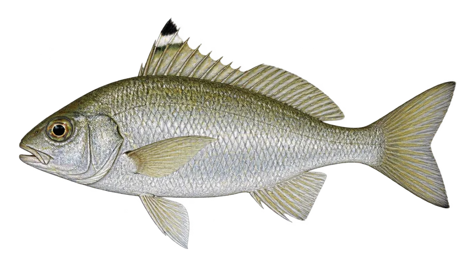 Scientific illustration of Flagfin mojarra