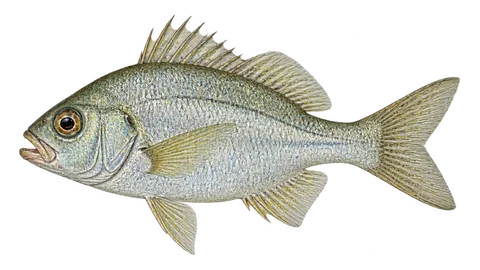 Ilustración de Mojarra tricolor