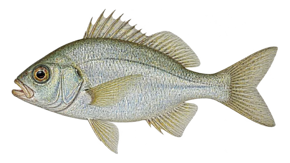 Ilustración científica de Mojarra tricolor