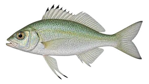Ilustración de Mojarra manchita