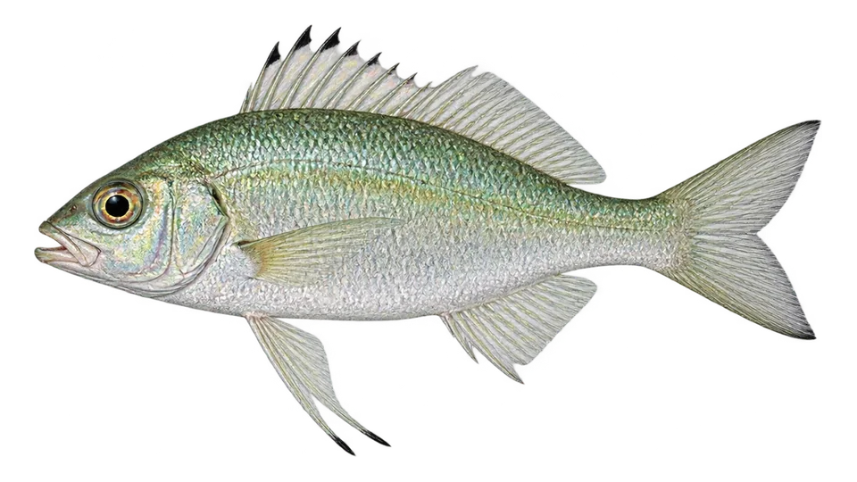 Ilustración científica de Mojarra manchita