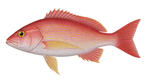 Ilustración de Pargo de lo alto