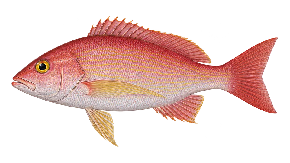 Scientific illustration of Silk snapper