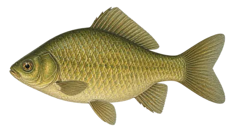 Illustration of Crucian carp