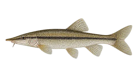 Ilustración de Carpita rinconera