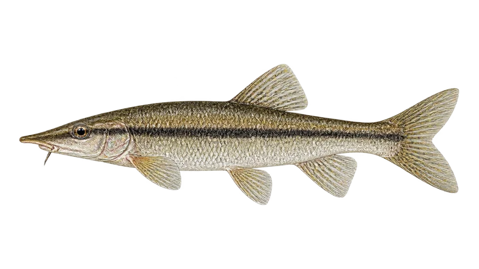 Scientific illustration of Longnose dace