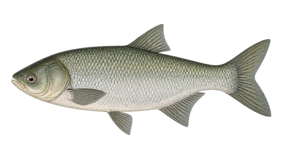 Ilustración científica de Carpa plateada