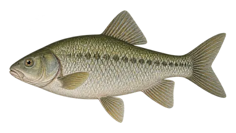 Ilustración de Carpa-sugadora-de-pena