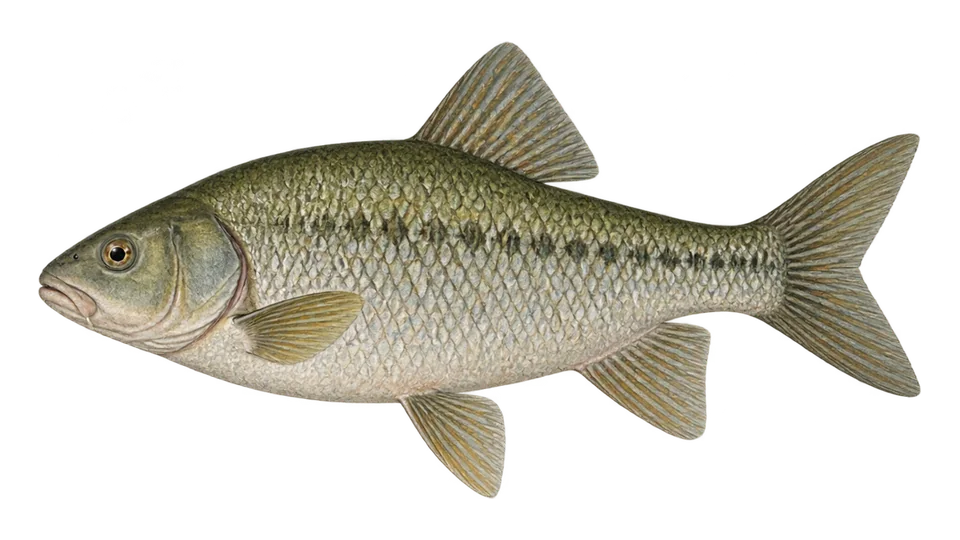 Scientific illustration of Quillback