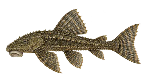 Illustration of Acary avion