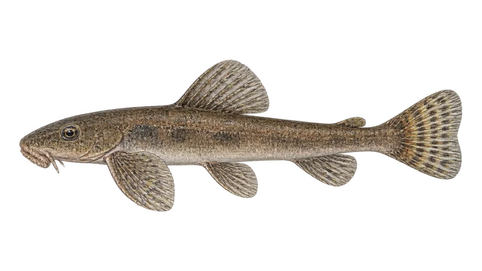Scientific illustration of Cascudo-babão