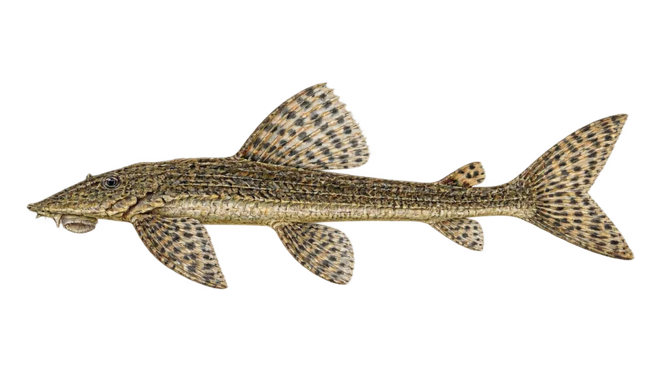 Scientific illustration of Cascudo-barriga-miúda