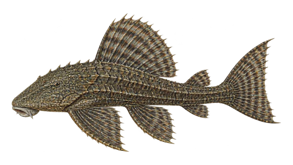 Scientific illustration of Spiny pleco