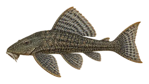 Illustration of Teta