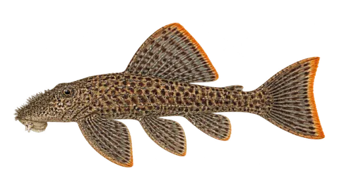 Ilustración de Cascudo-do-Xingu