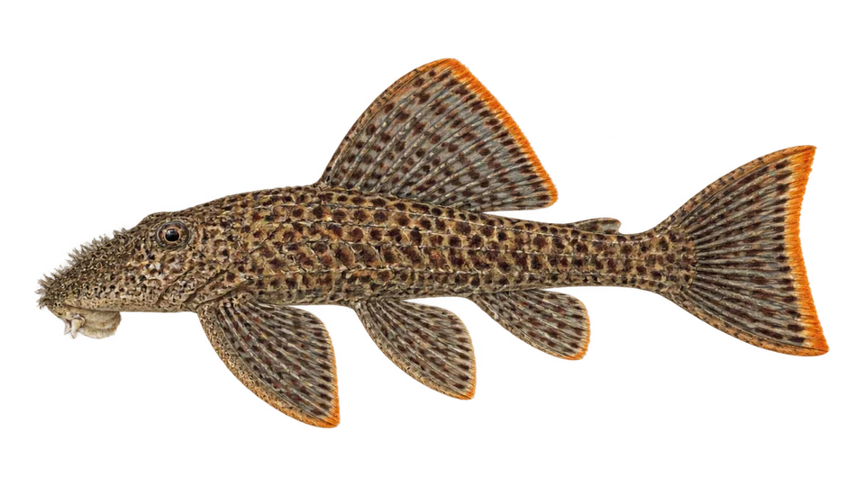 Scientific illustration of L12