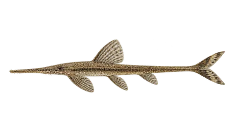 Illustration of Cascudo-graveto-reticulado