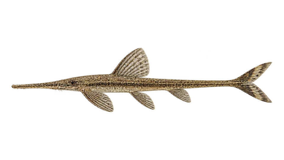 Scientific illustration of Cascudo-graveto-reticulado