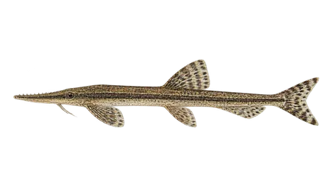 Illustration of Cascudo-graveto-rugoso