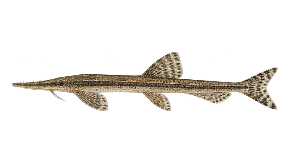 Scientific illustration of Cascudo-graveto-rugoso