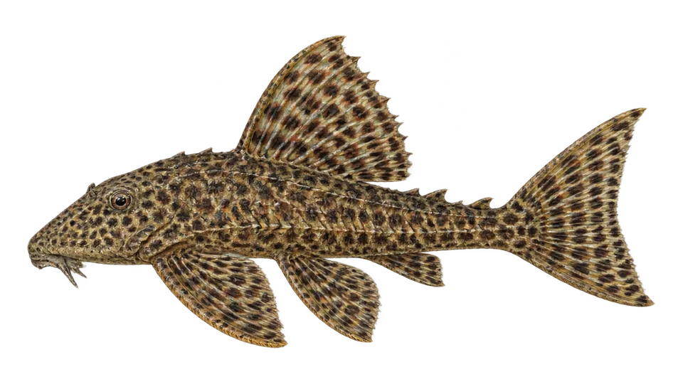 Ilustración científica de Cascudo-leopardo