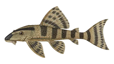 Illustration of Cascudo-listrado